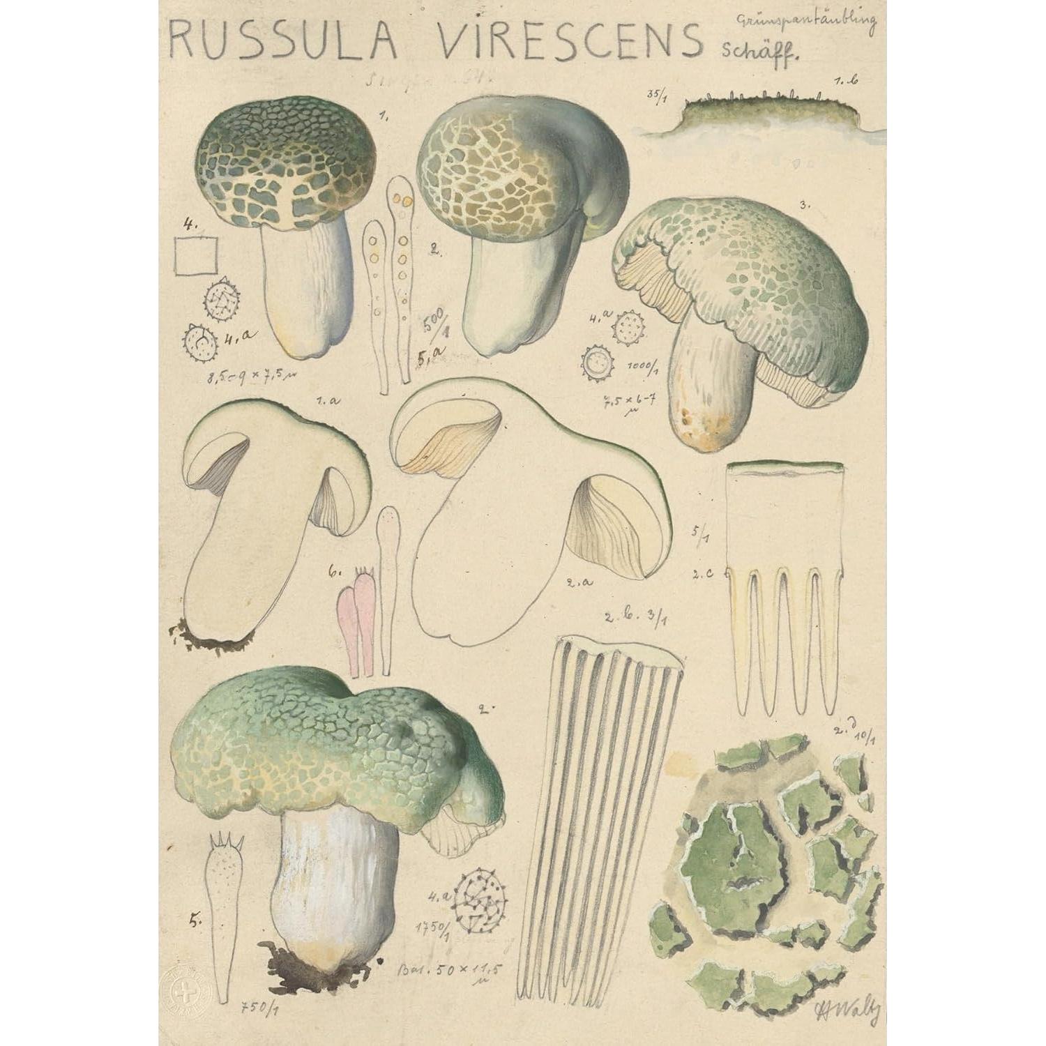 Póster de Arte Giclee Hans Walty Russula virescens 230 GSM