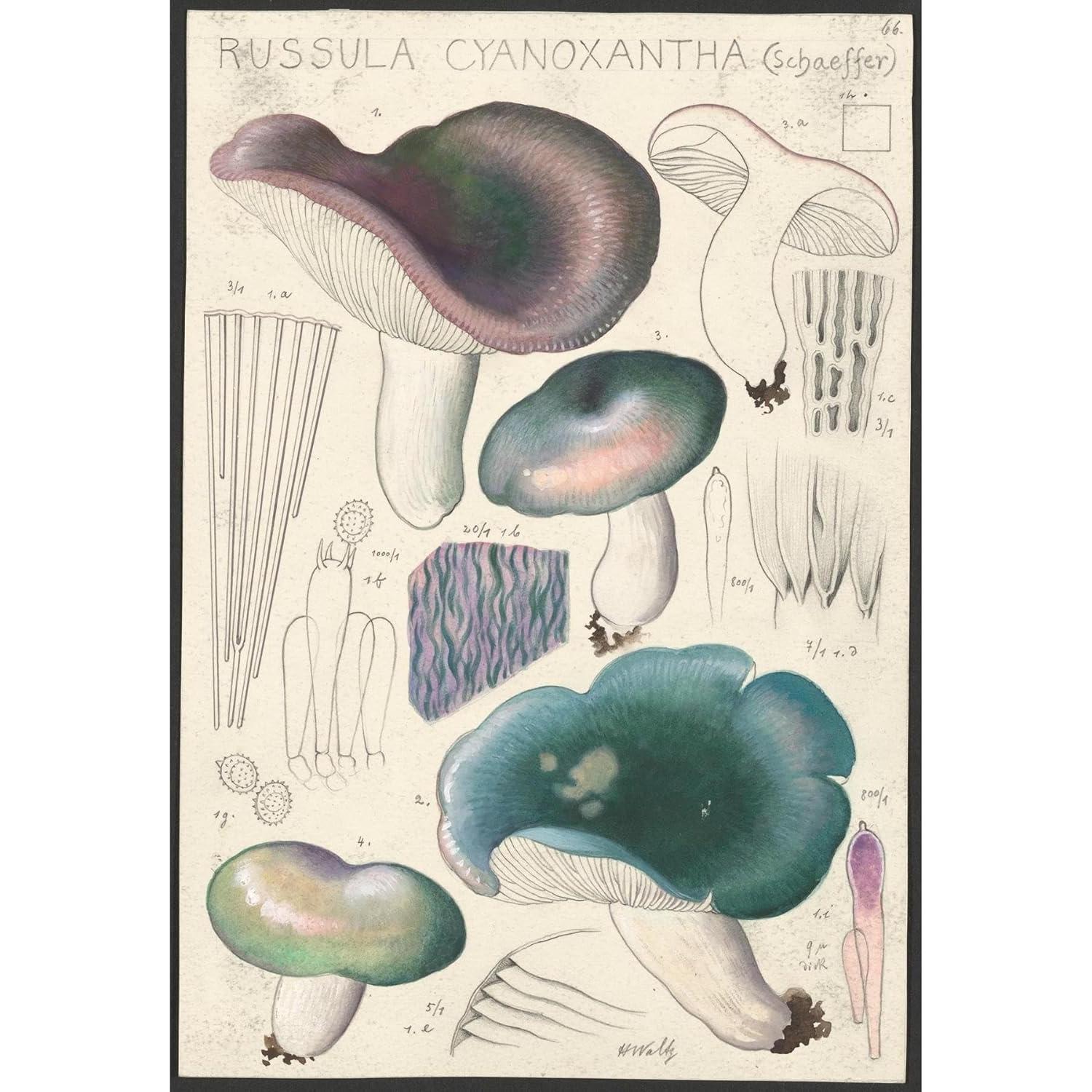 Impresión de Arte Giclee Hans Walty - Russula cyanoxantha 230 GSM
