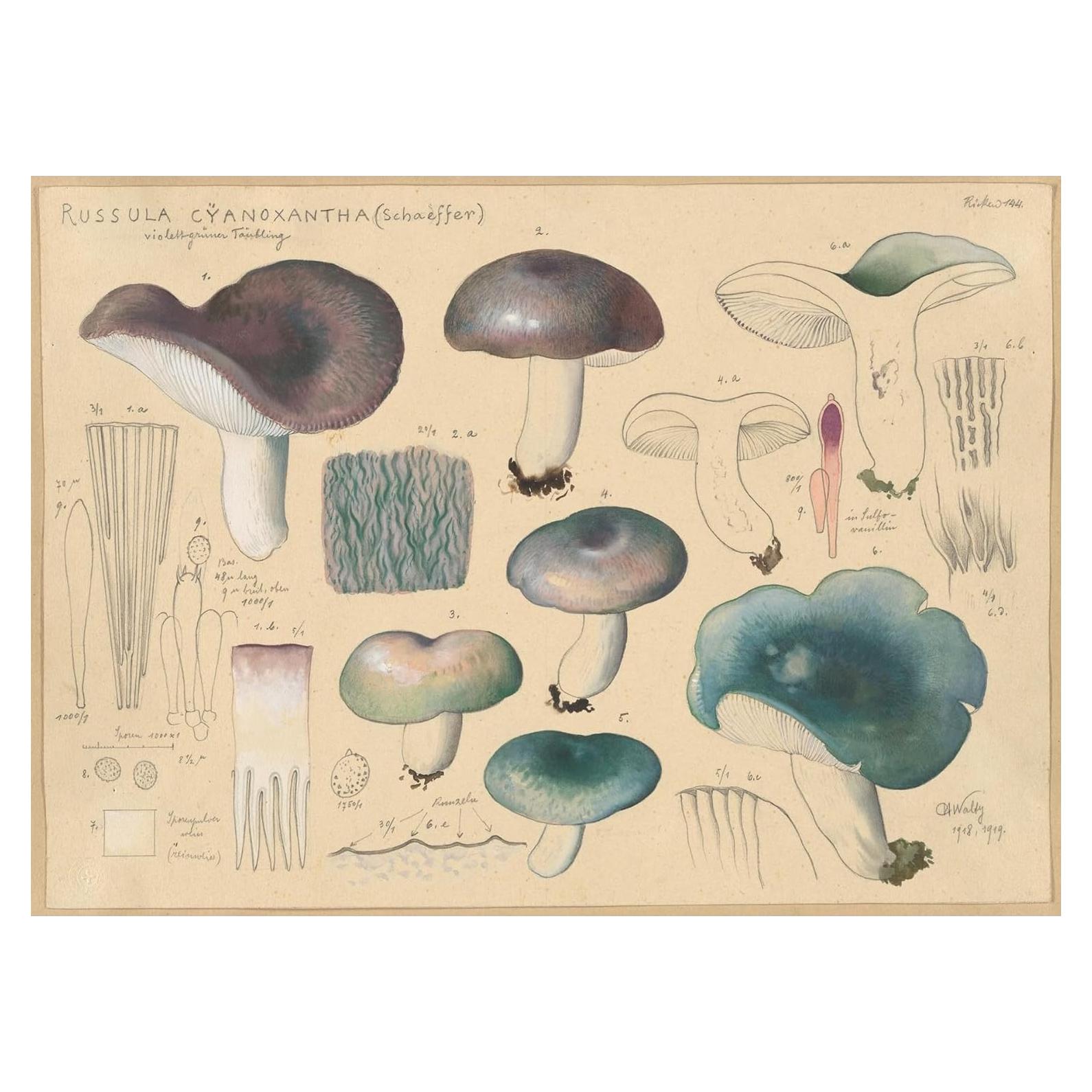 Póster de Arte Giclee Hans Walty Russula cyanoxantha 230 GSM