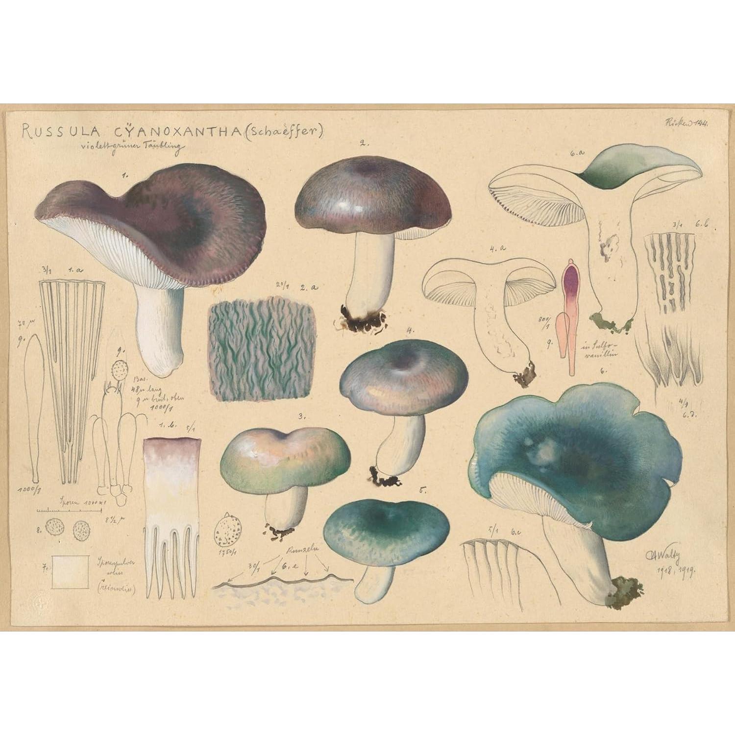 Póster de Arte Giclee Hans Walty Russula cyanoxantha 230 GSM