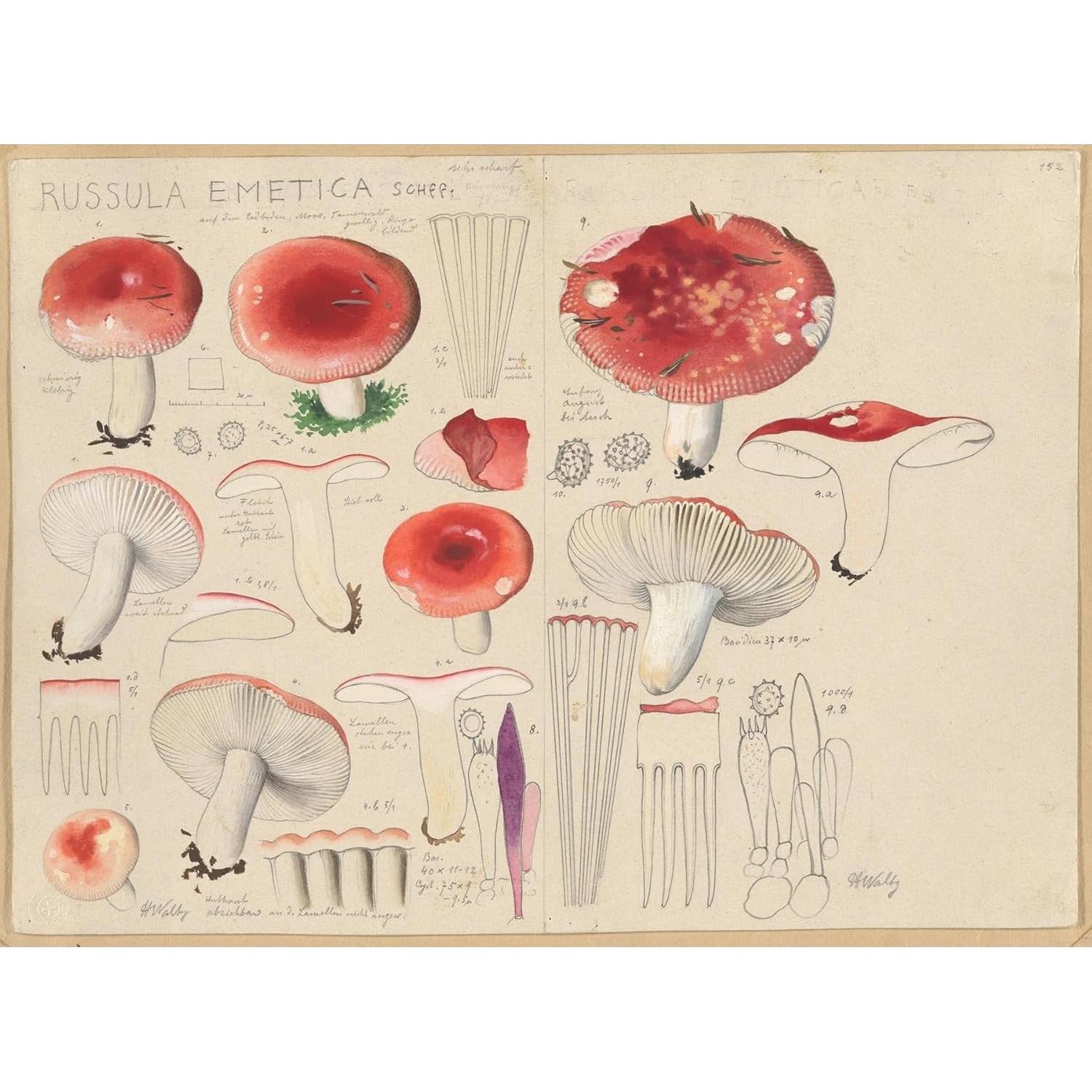 Póster de Arte Giclee Hans Walty Russula emetica 152.4x111.8 cm