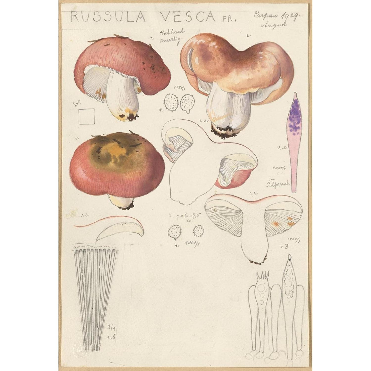Póster Artístico Hans Walty Russula vesca 1915-1945 230 GSM