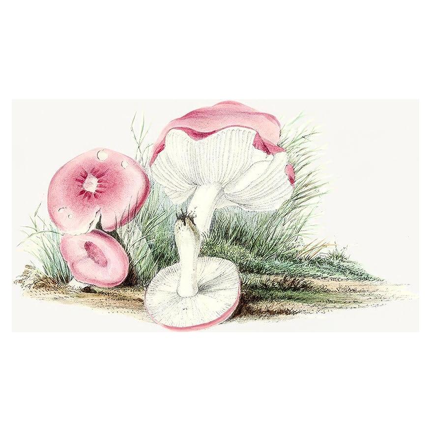 Póster Vintage Champiñón Russula Emetica Pictufy 61x46cm
