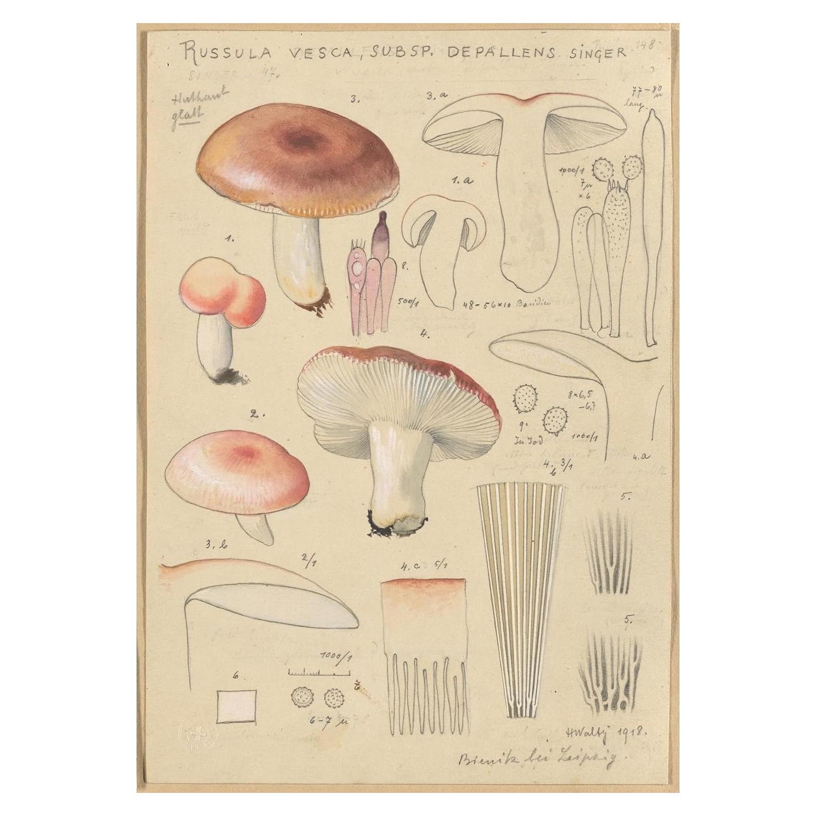 Póster Artístico Hans Walty Russula vesca 230 GSM - Varios Tamaños