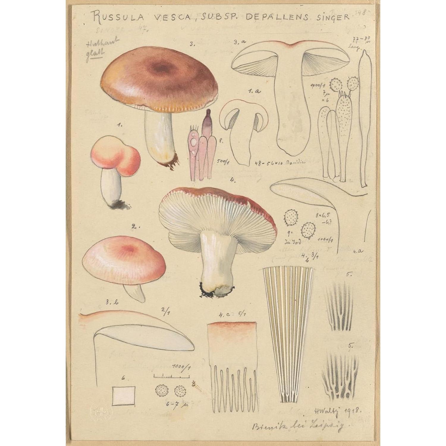 Póster Artístico Hans Walty Russula vesca 230 GSM - Varios Tamaños