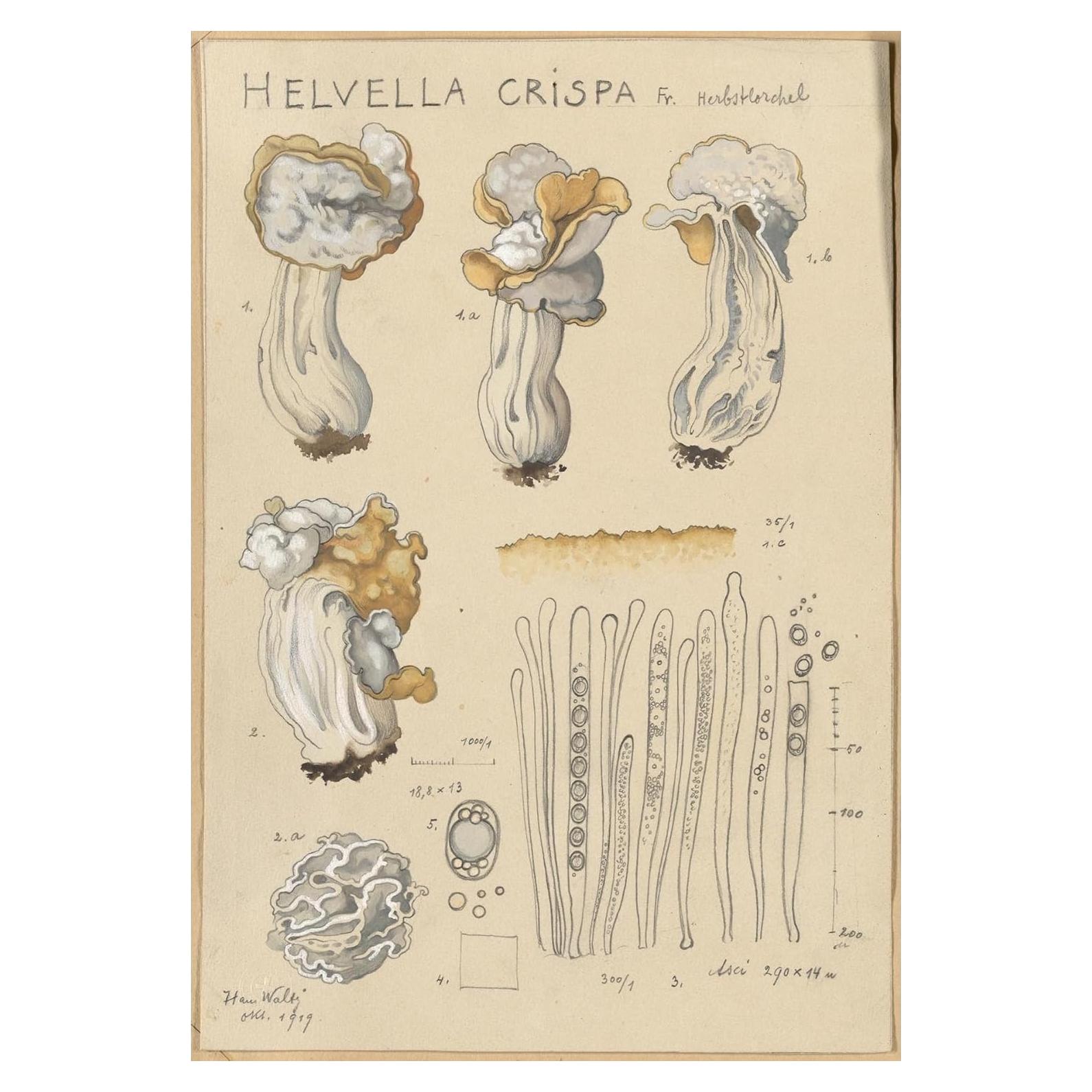 Póster de Arte Giclee Hans Walty Helvella crispa 230 GSM