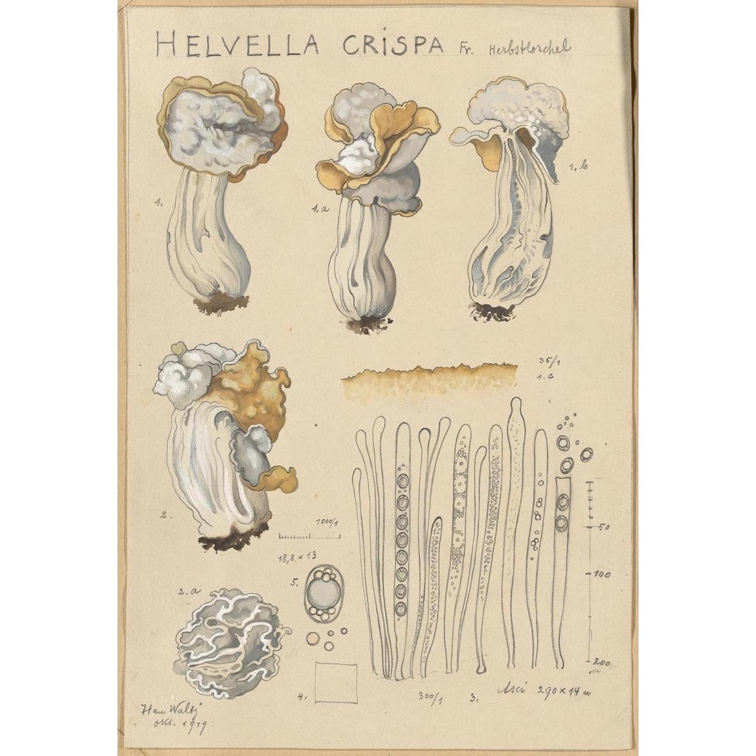 Póster de Arte Giclee Hans Walty Helvella crispa 230 GSM