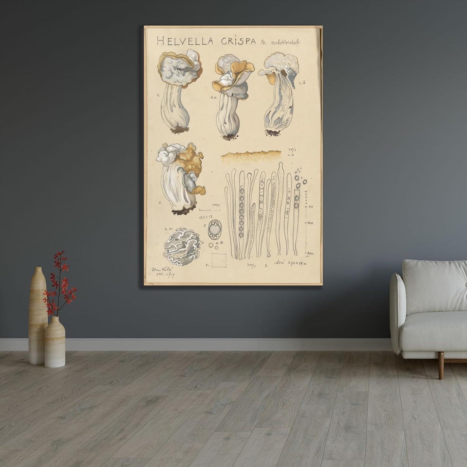 Póster de Arte Giclee Hans Walty Helvella crispa 230 GSM