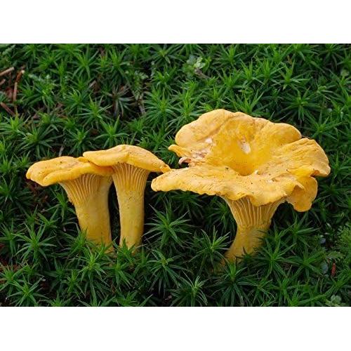 Hongo Chanterelle Seco 25g - Garden Pleasure - Esporas de Micelio