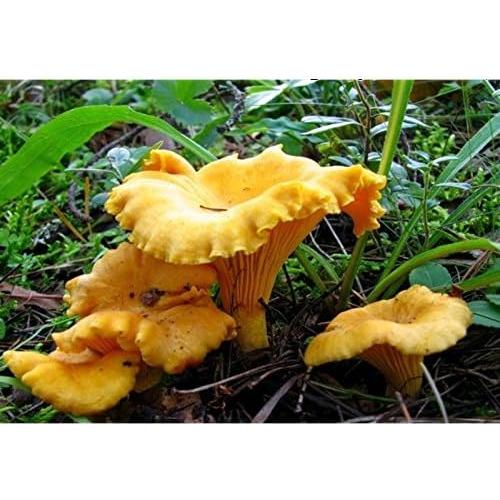 Hongo Chanterelle Seco 25g - Garden Pleasure - Esporas de Micelio