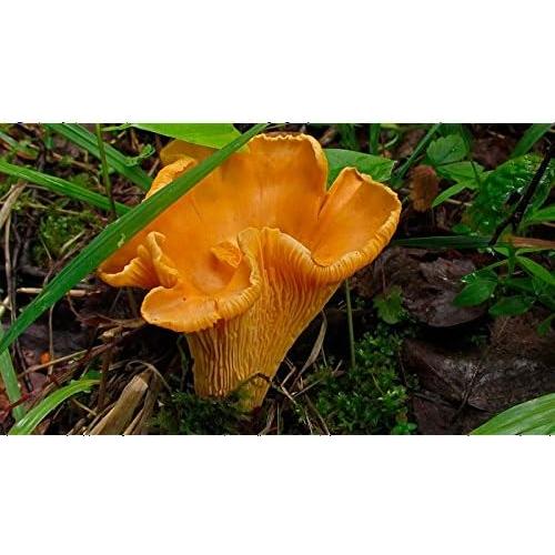 Hongo Chanterelle Seco 25g - Garden Pleasure - Esporas de Micelio