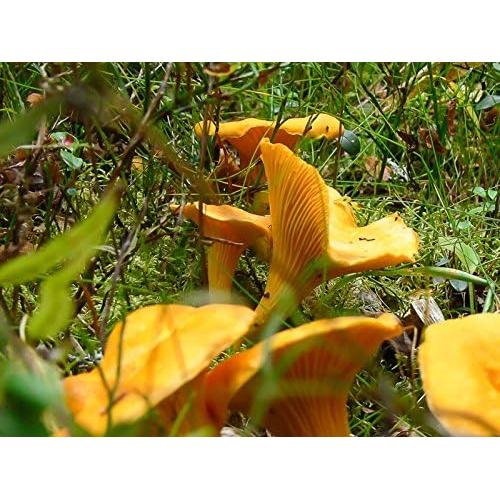 Hongo Chanterelle Seco 25g - Garden Pleasure - Esporas de Micelio
