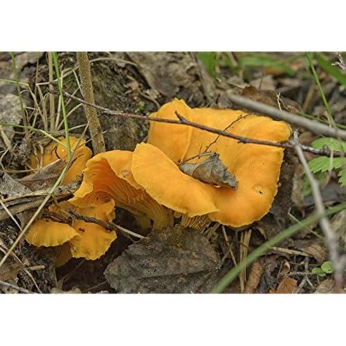 Hongo Chanterelle Seco 25g - Garden Pleasure - Esporas de Micelio