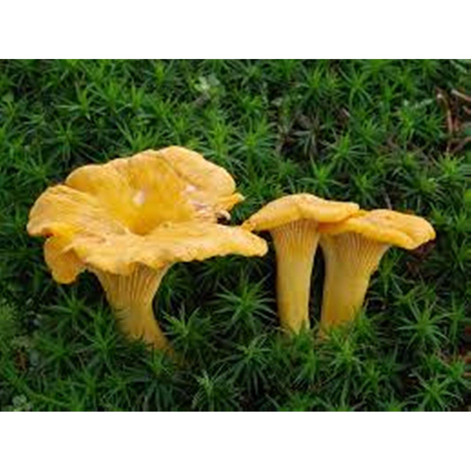 Hongo Chanterelle Seco 25g - Garden Pleasure - Esporas de Micelio
