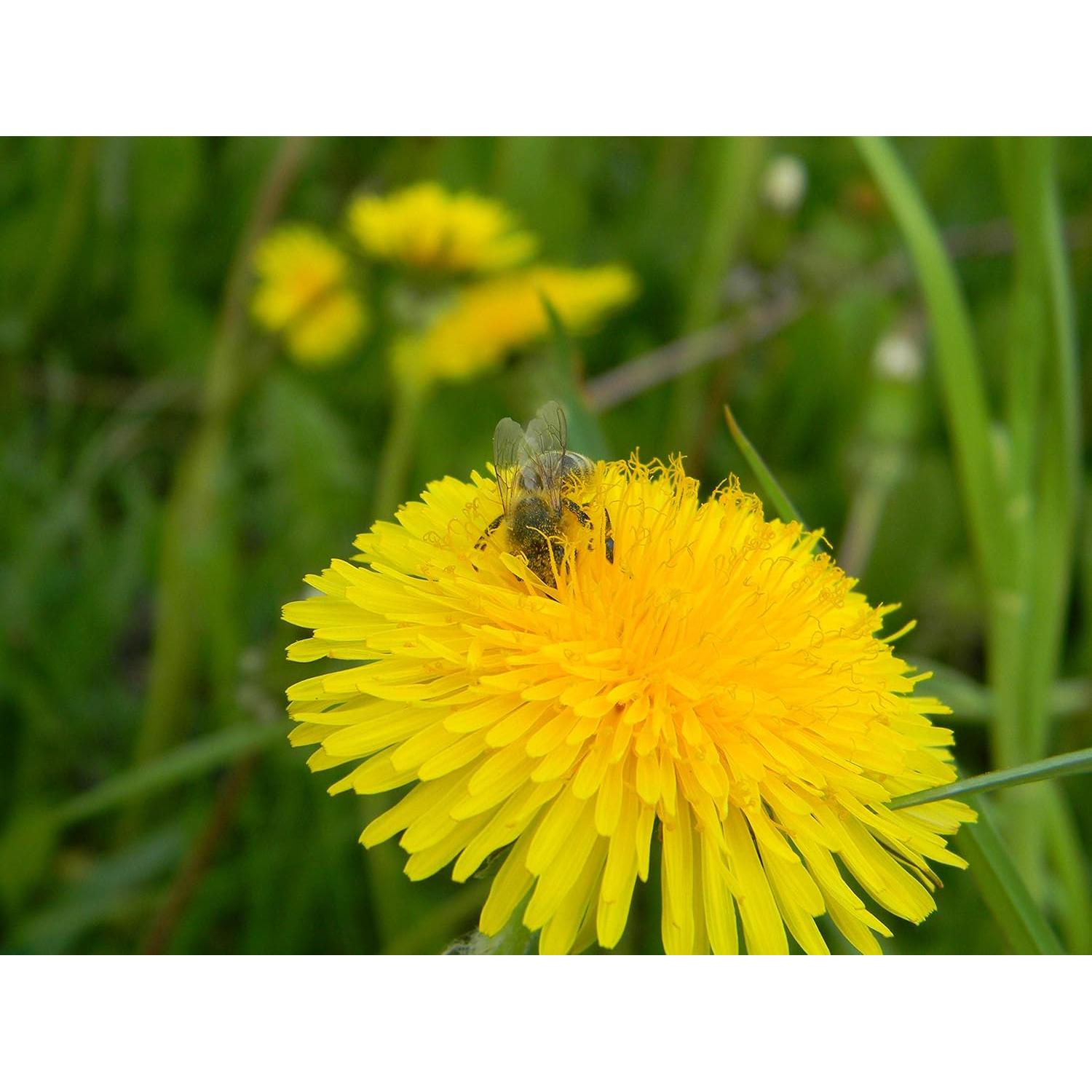 Pan de Abeja Orgánico 100% Fresco - 50g - Sin Conservantes