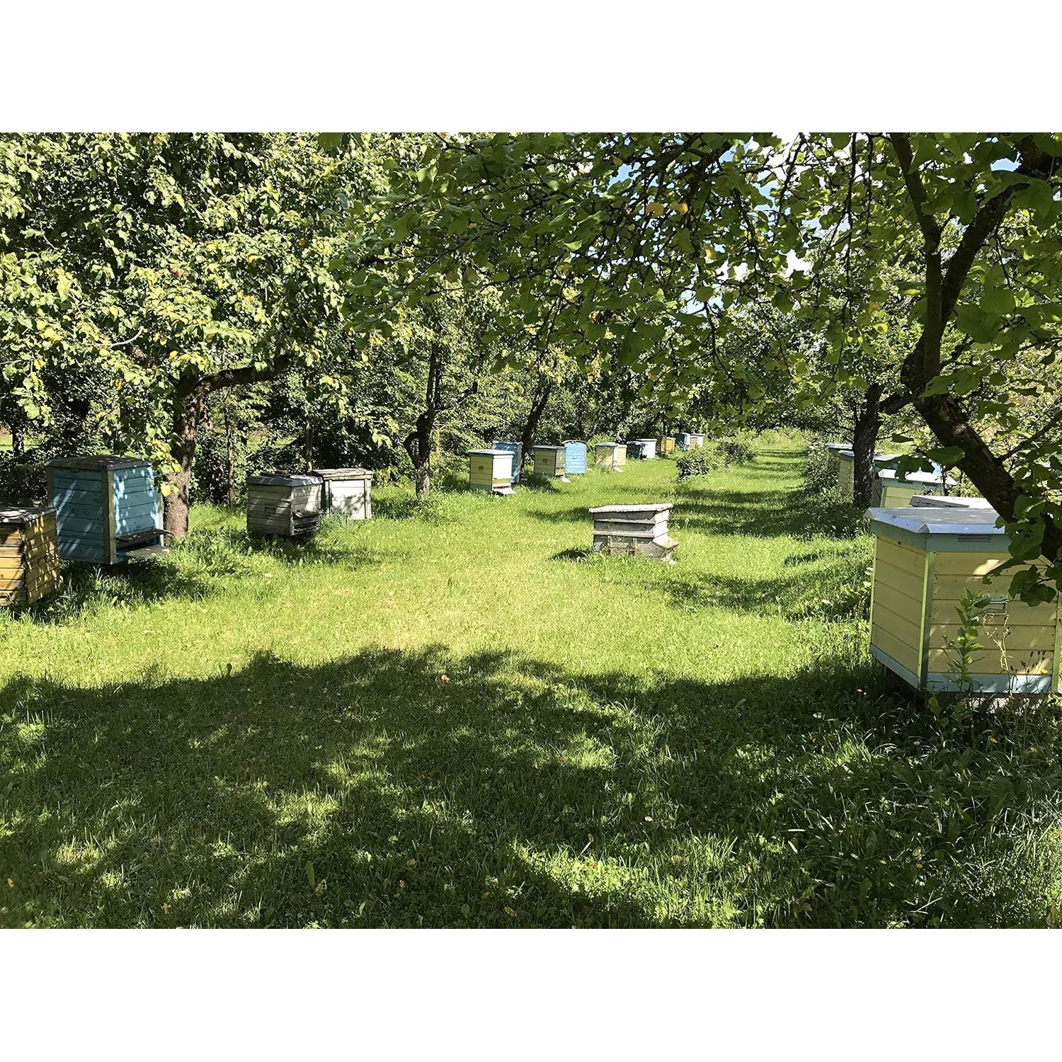 Pan de Abeja Orgánico 100% Fresco - 50g - Sin Conservantes