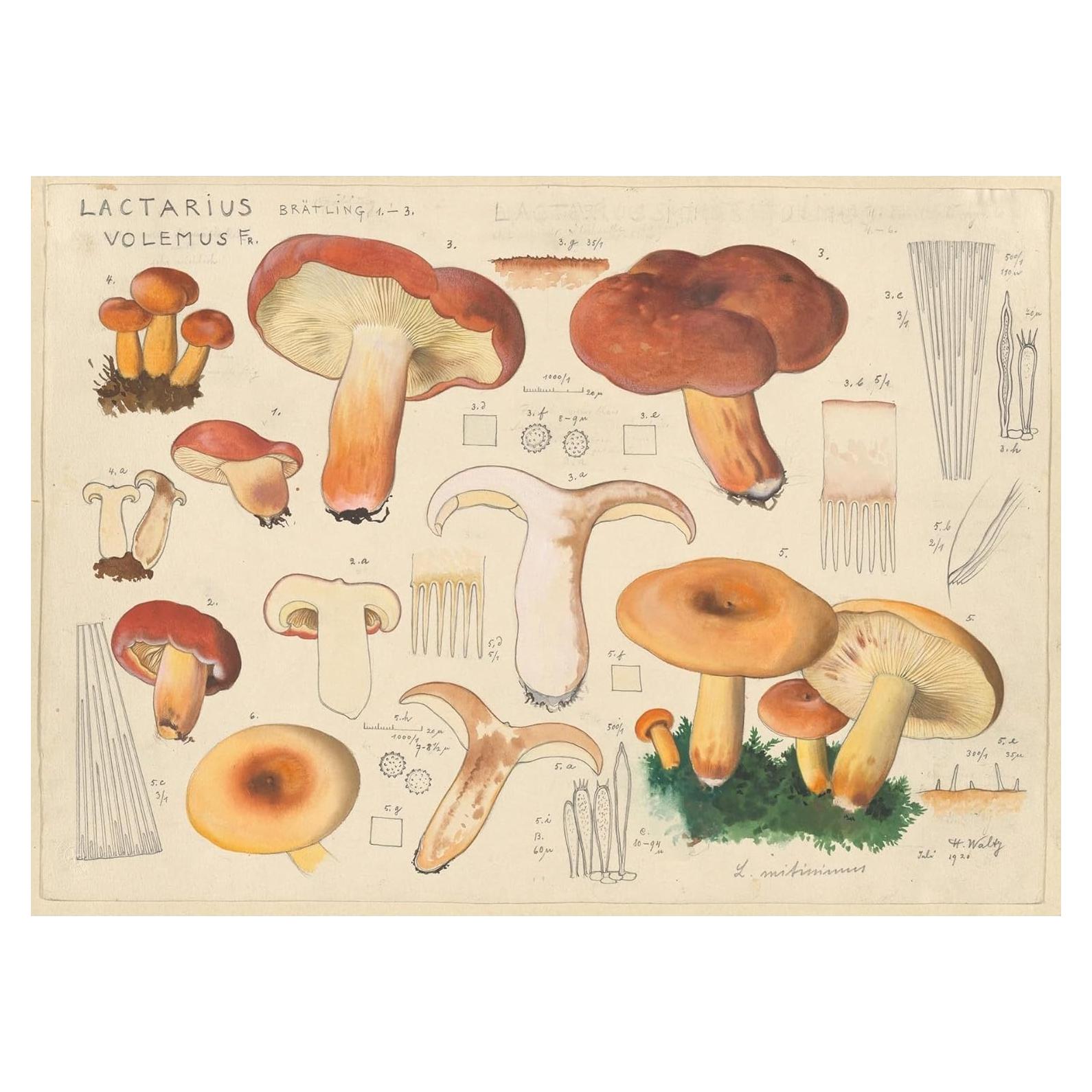 Póster de Arte Giclee Hans Walty Lactarius volemus 152.4x109.2cm