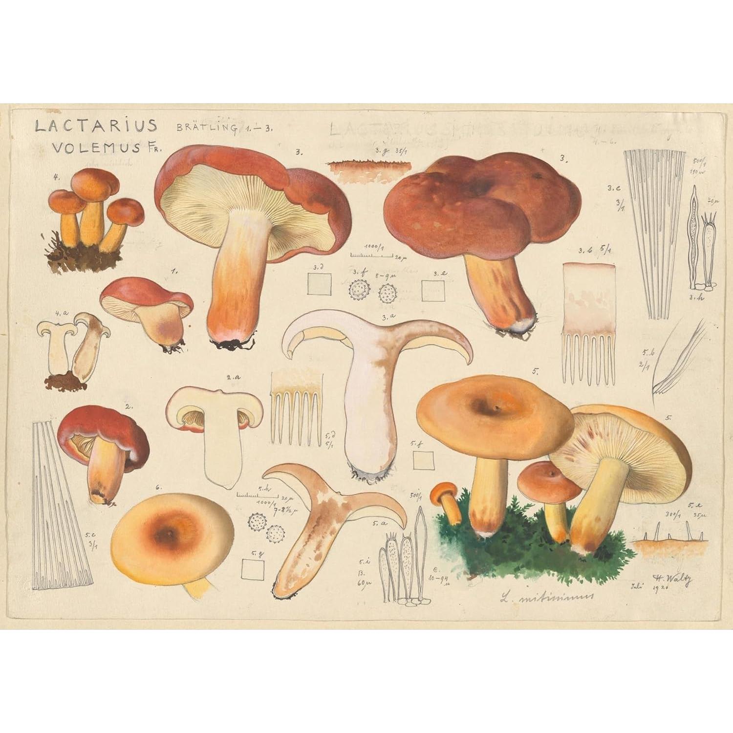 Póster de Arte Giclee Hans Walty Lactarius volemus 152.4x109.2cm