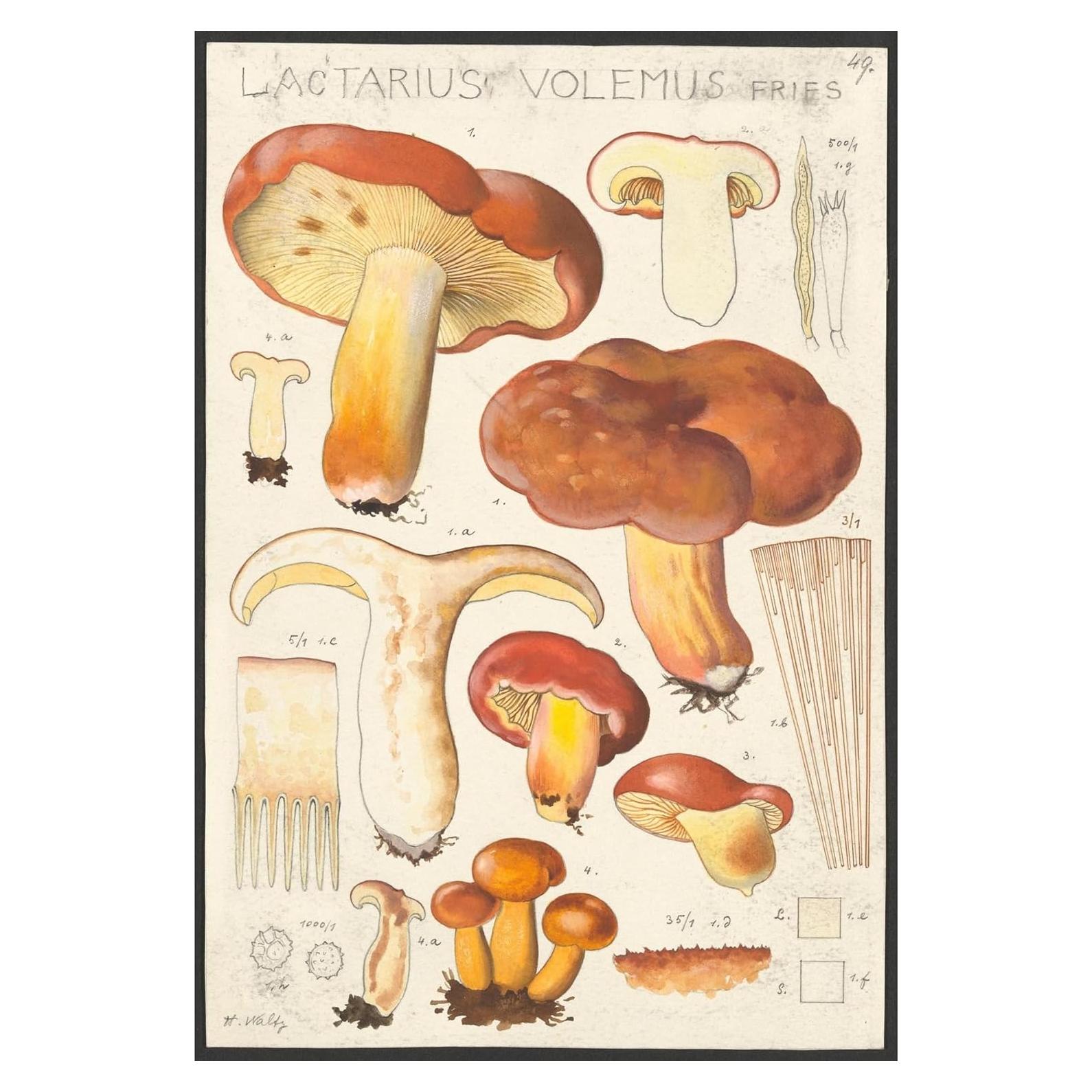 Póster de Arte Giclee Hans Walty Lactarius volemus 230 GSM