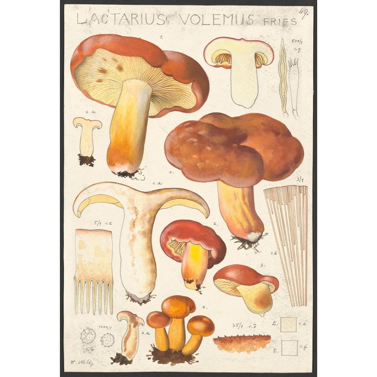 Póster de Arte Giclee Hans Walty Lactarius volemus 230 GSM