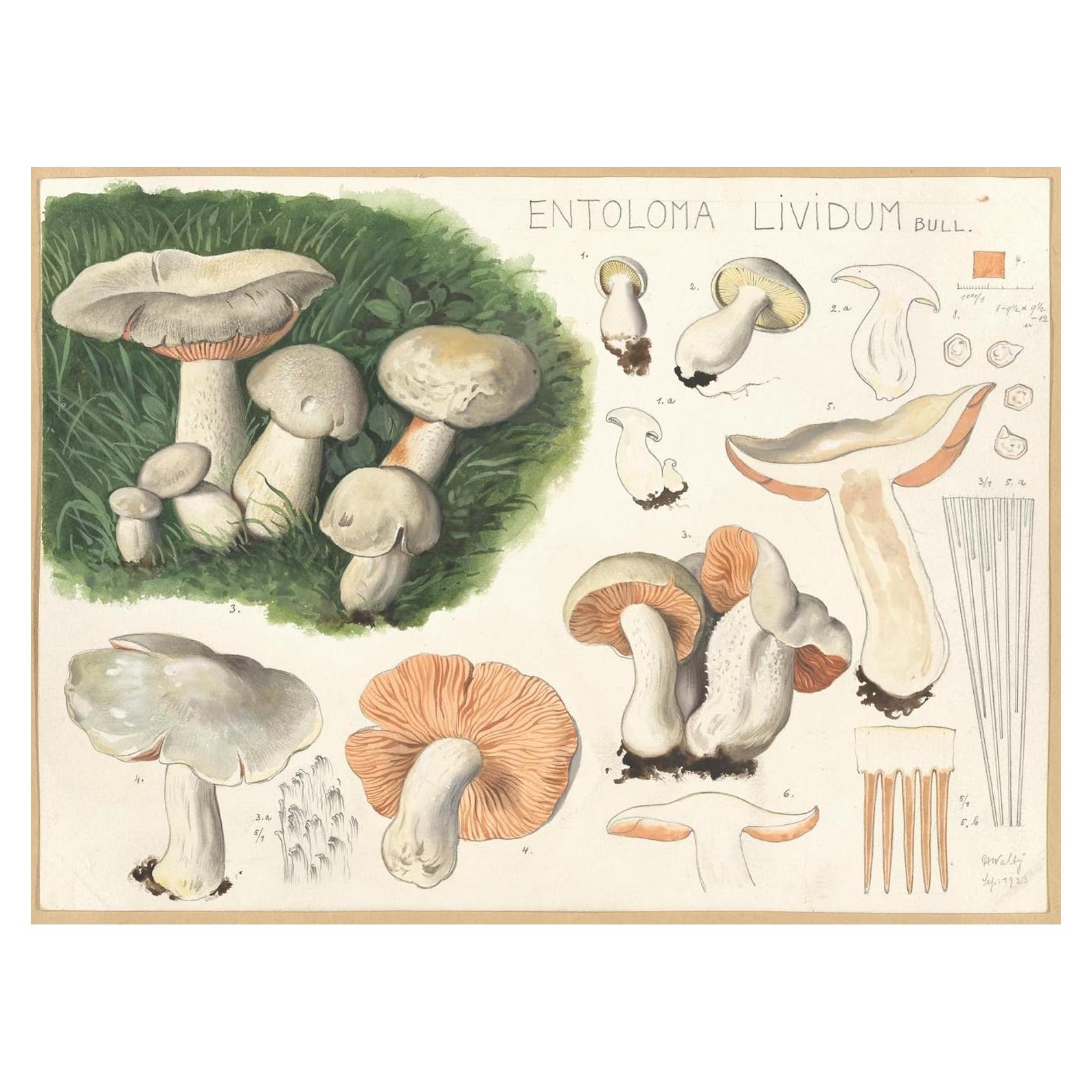 Póster de Arte Giclee Hans Walty - Entoloma lividum 152.4x111.8 cm