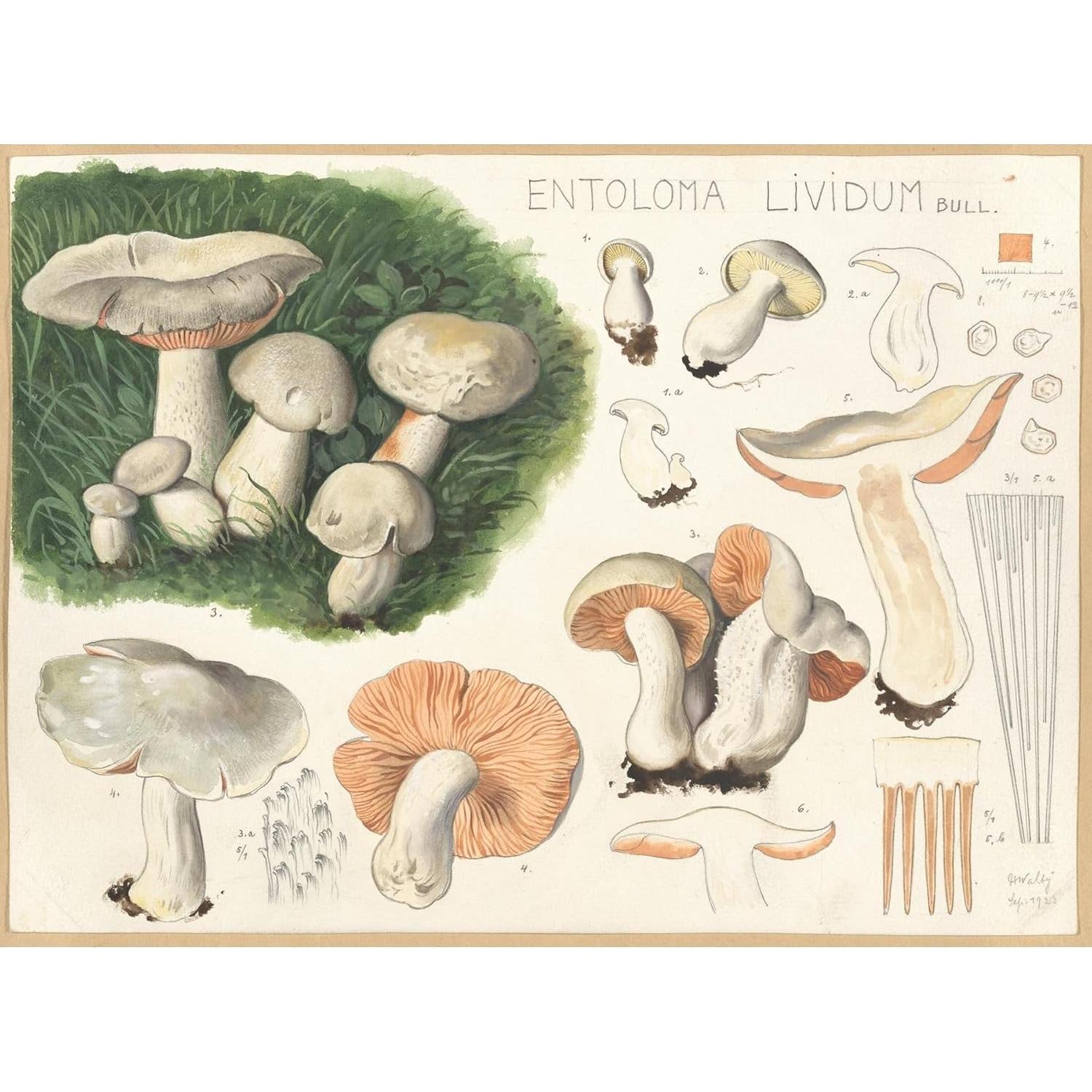 Póster de Arte Giclee Hans Walty - Entoloma lividum 152.4x111.8 cm