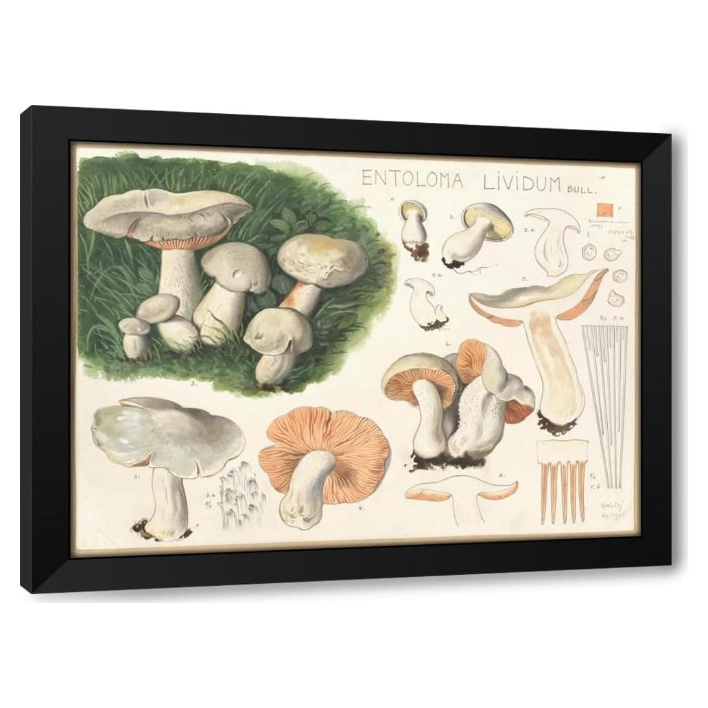 Impresión de Arte Enmarcada Hans Walty - Entoloma lividum 152x112 cm