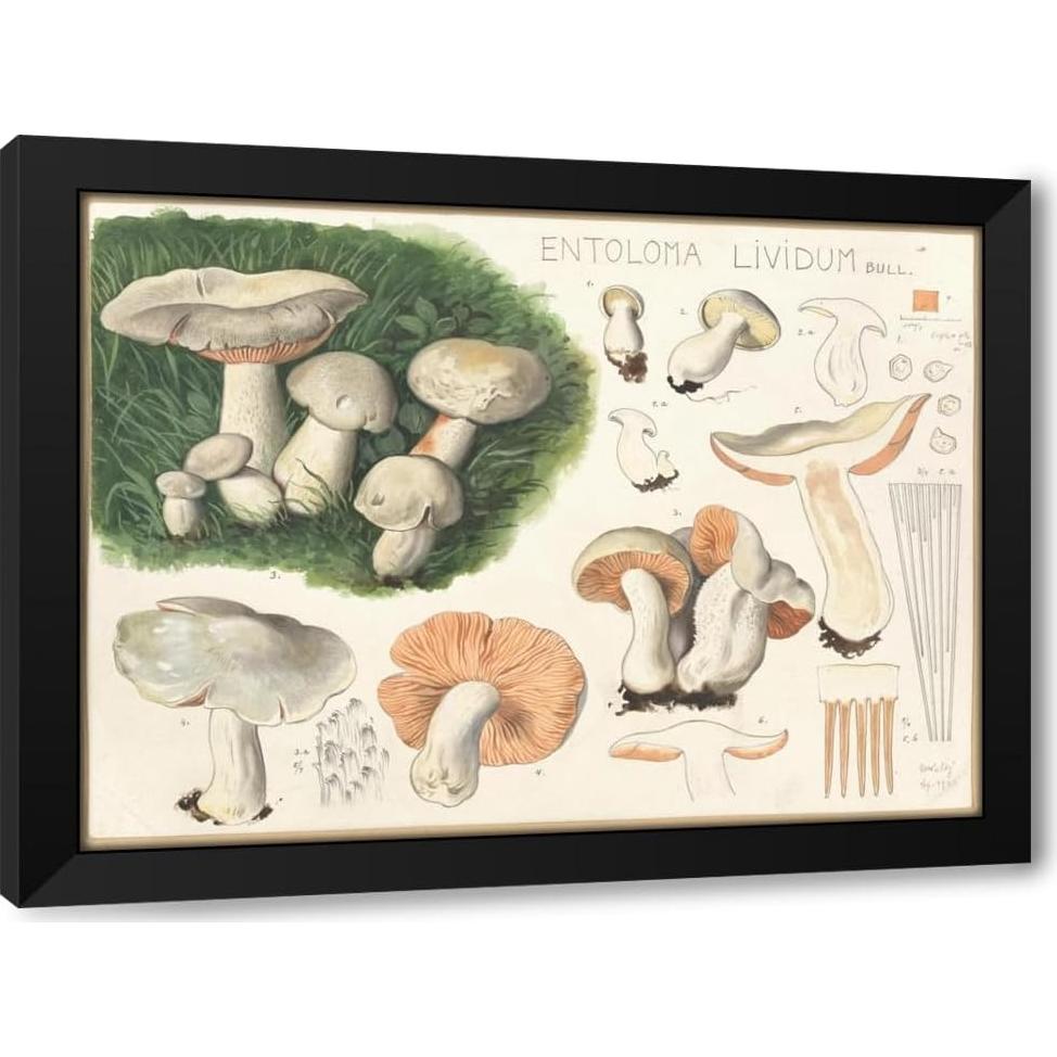 Impresión de Arte Enmarcada Hans Walty - Entoloma lividum 152x112 cm