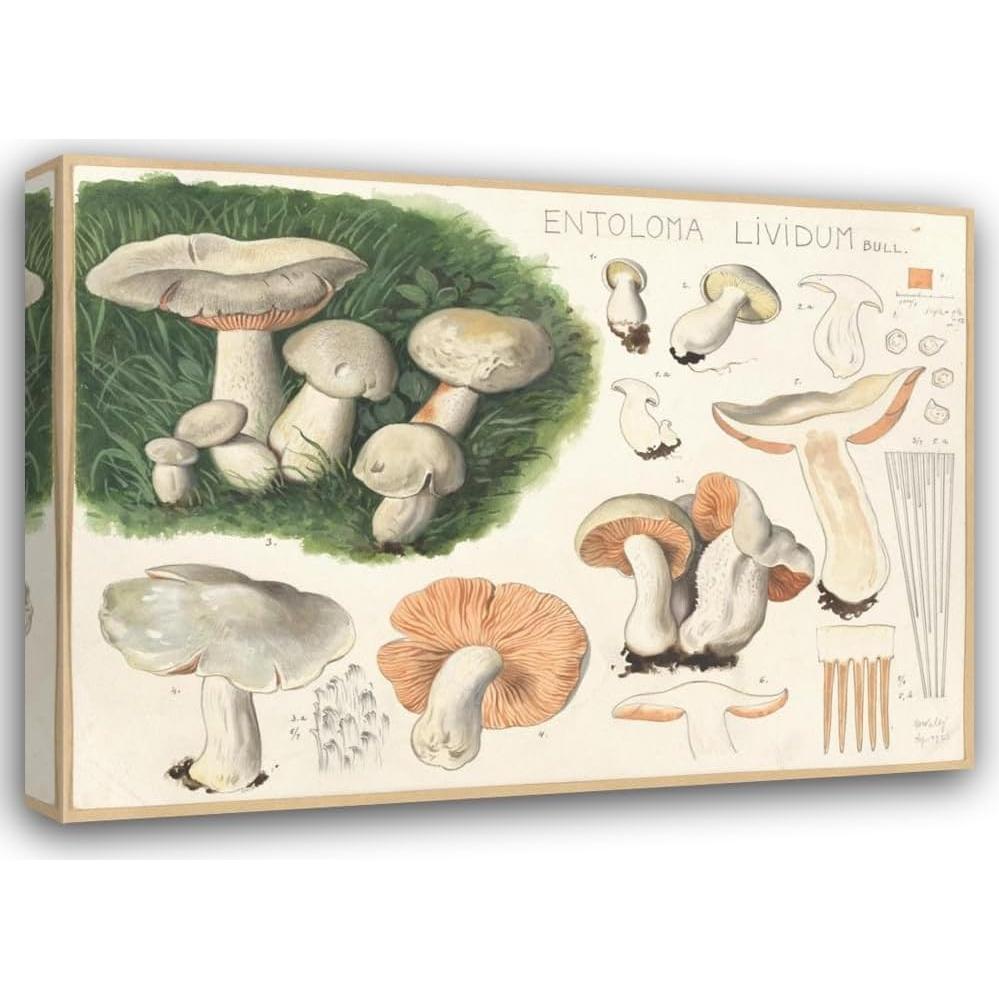 Impresión de Arte Enmarcada Hans Walty - Entoloma lividum 152x112 cm