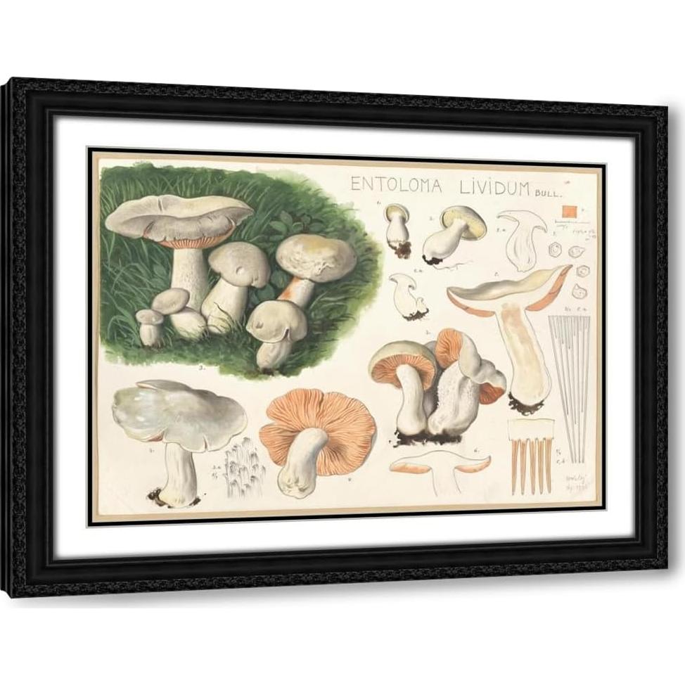 Impresión de Arte Enmarcada Hans Walty - Entoloma lividum 152x112 cm