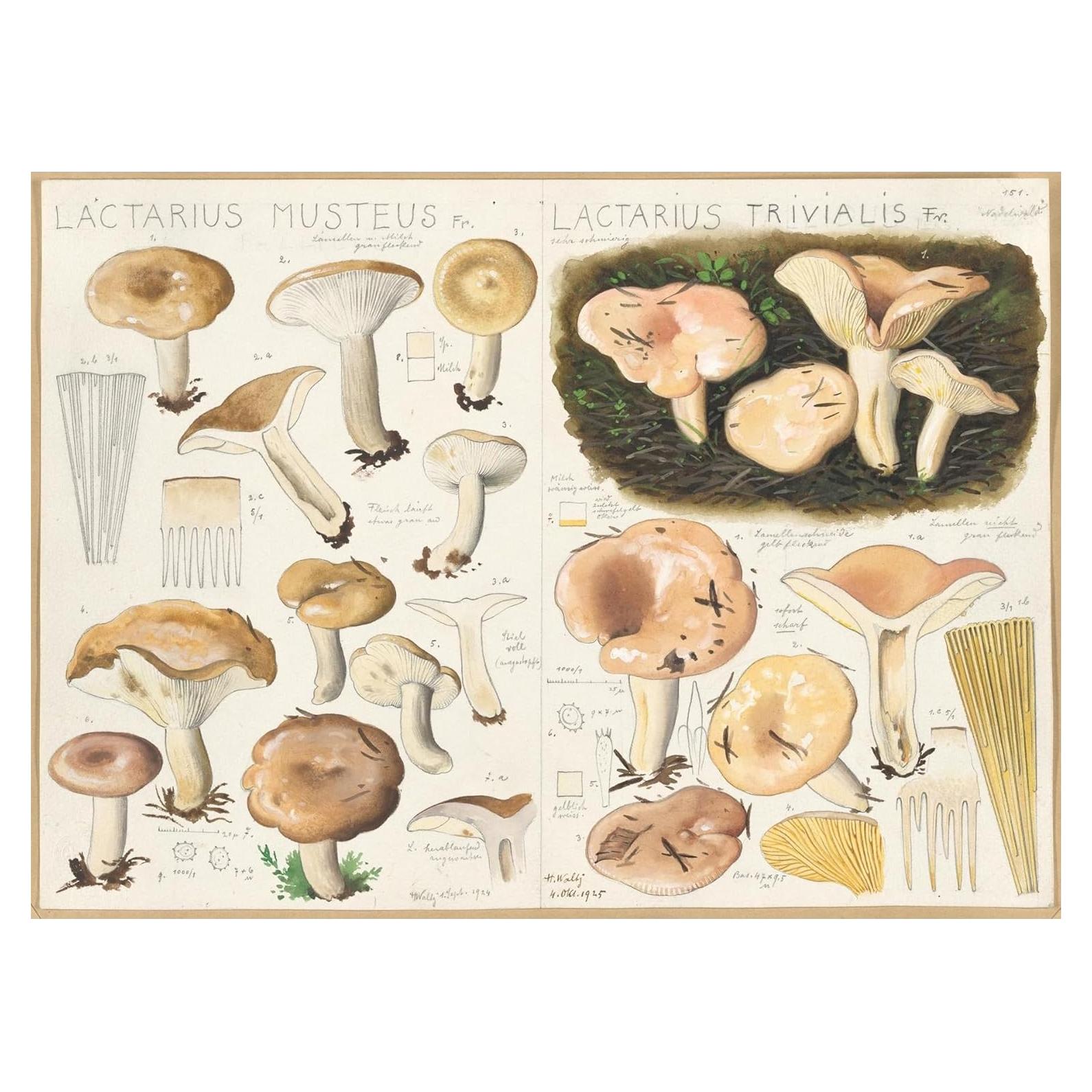 Póster artístico Giclee Hans Walty Lactarius 1915-1945 60x44 cm