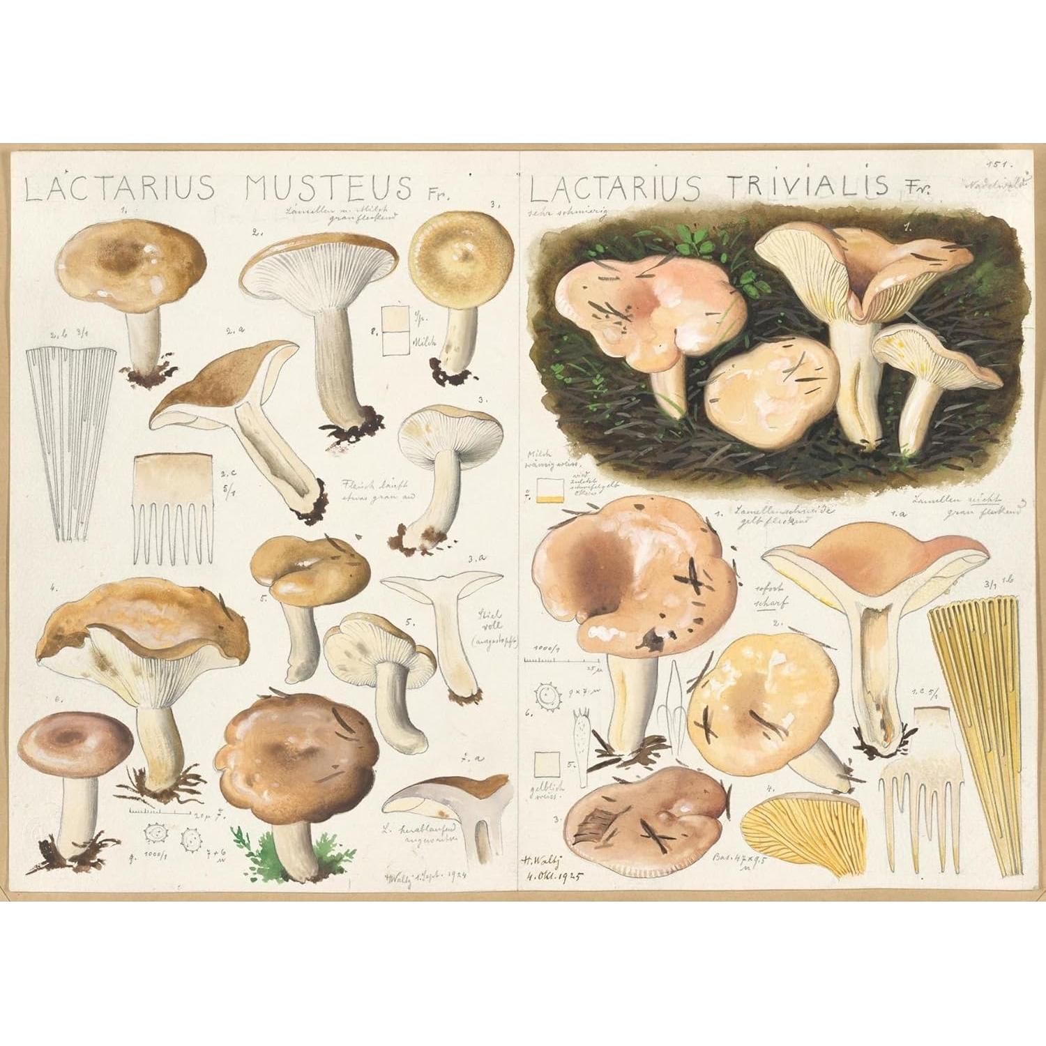 Póster artístico Giclee Hans Walty Lactarius 1915-1945 60x44 cm