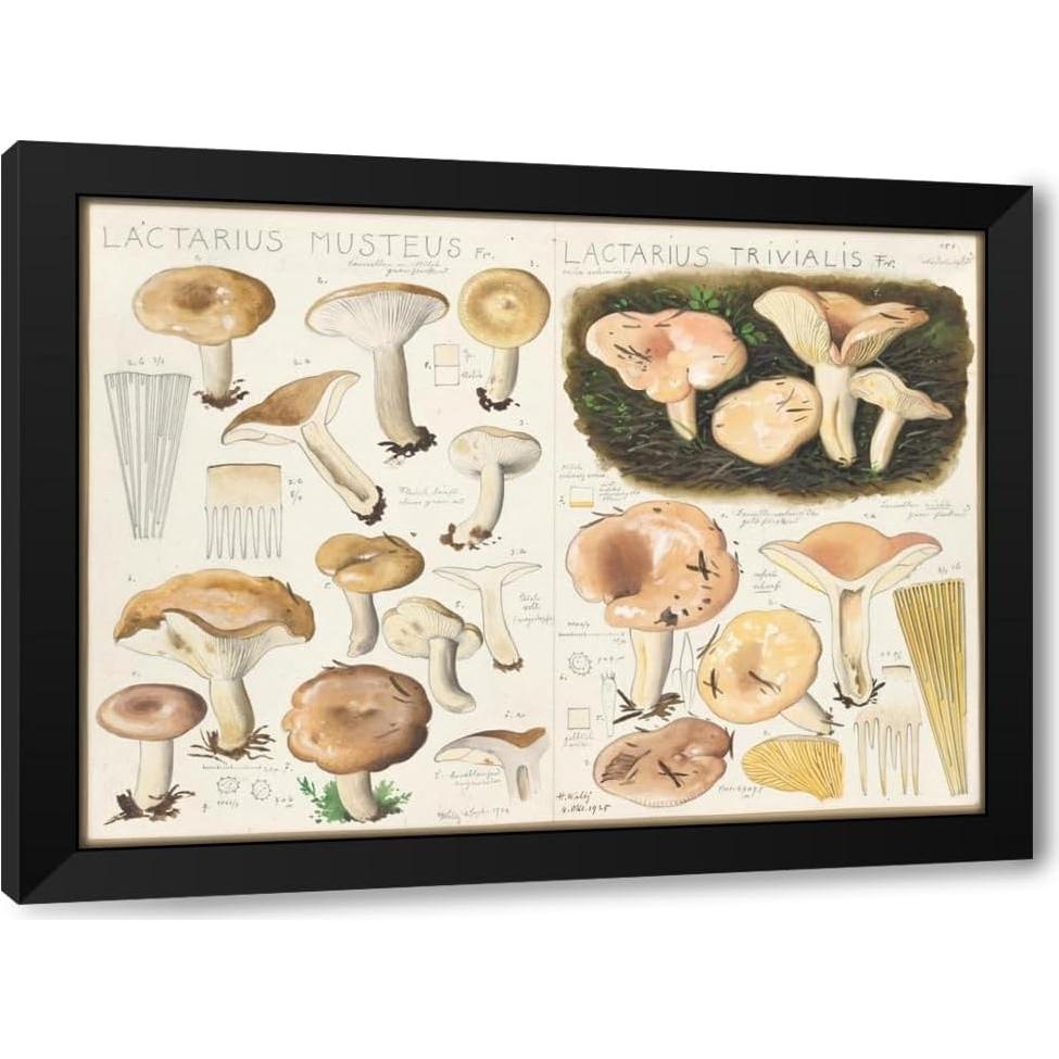 Impresión de Arte Enmarcada Hans Walty - Lactarius Musteus 1915-1945