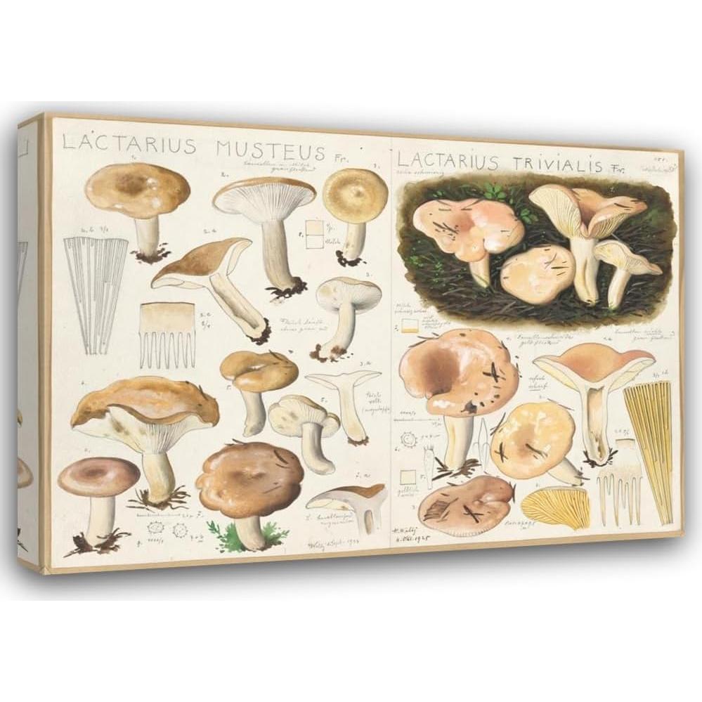 Impresión de Arte Enmarcada Hans Walty - Lactarius Musteus 1915-1945