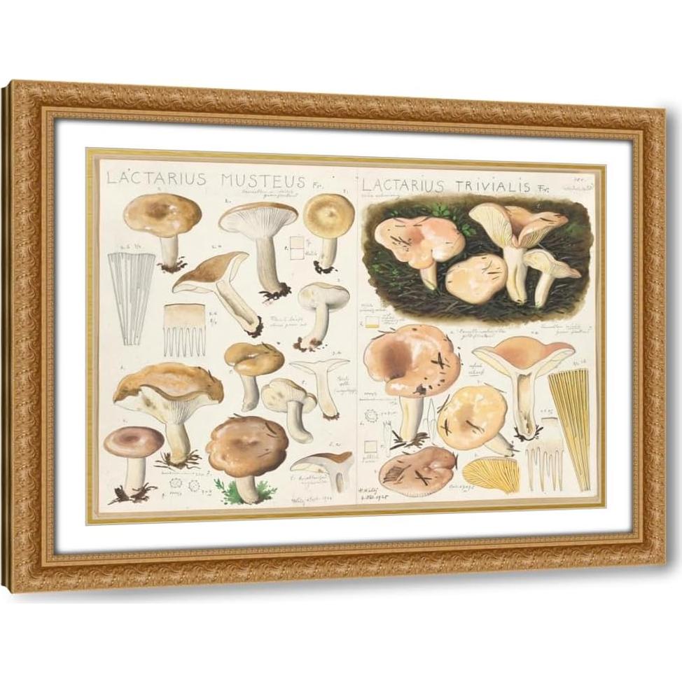 Impresión de Arte Enmarcada Hans Walty - Lactarius Musteus 1915-1945