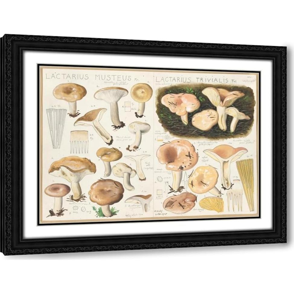 Impresión de Arte Enmarcada Hans Walty - Lactarius Musteus 1915-1945