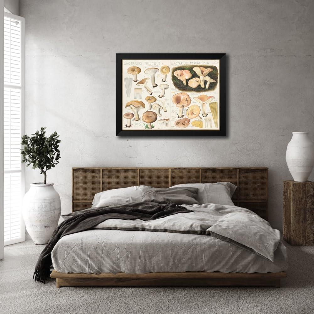 Impresión de Arte Enmarcada Hans Walty - Lactarius Musteus 1915-1945