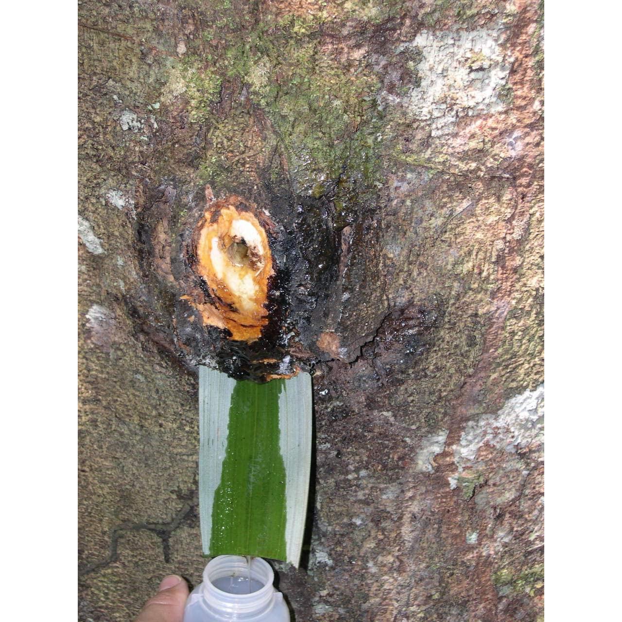 Aceite Balsámico de Copaiba 30 ml - Paris Fragrances