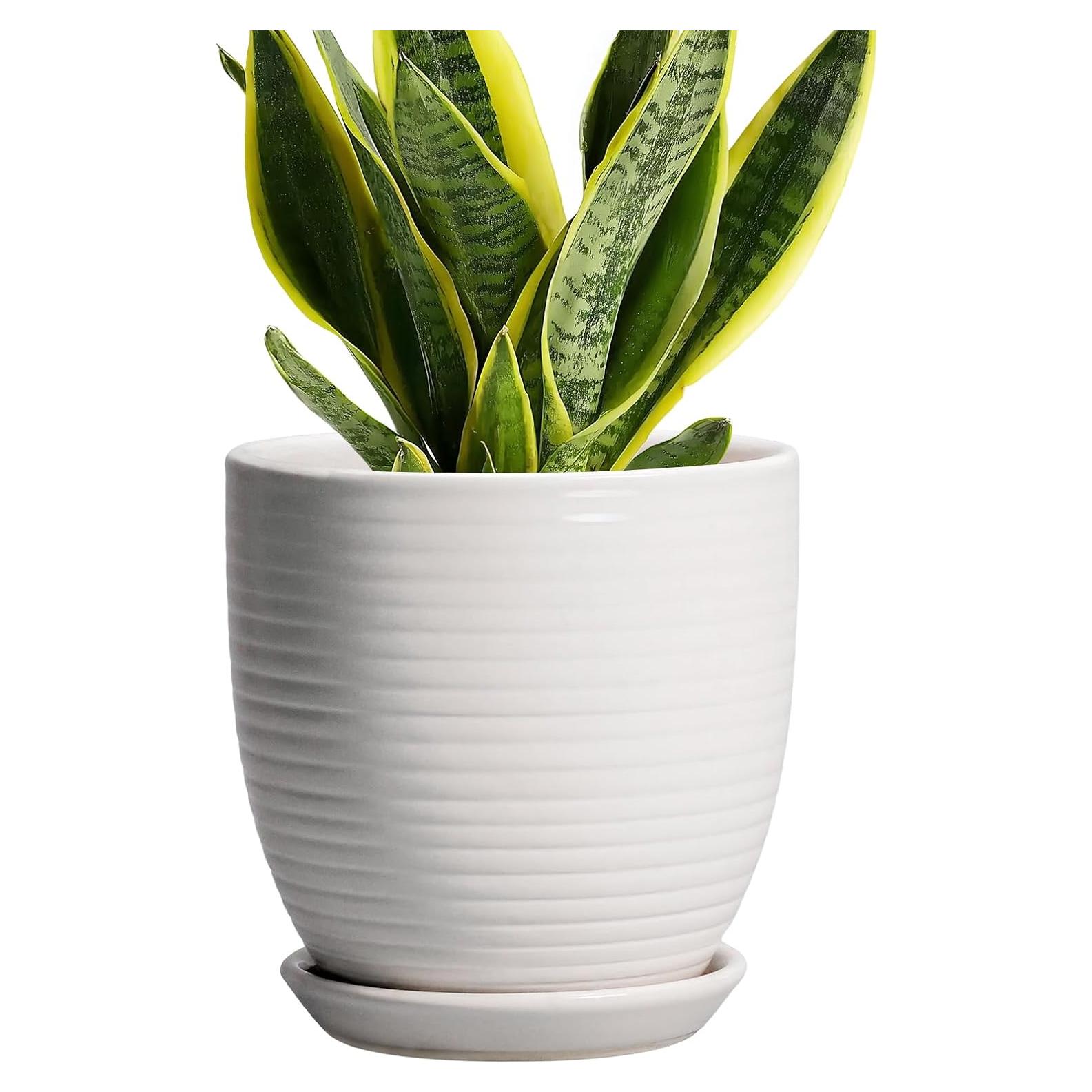 Maceta de Cerámica Blanca 15.24 cm con Drenaje EPFamily