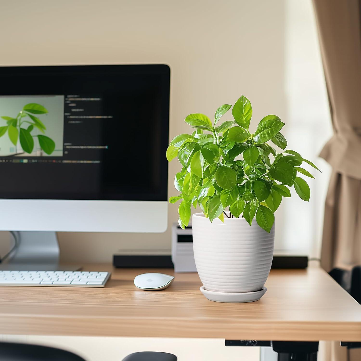 Maceta de Cerámica Blanca 15.24 cm con Drenaje EPFamily