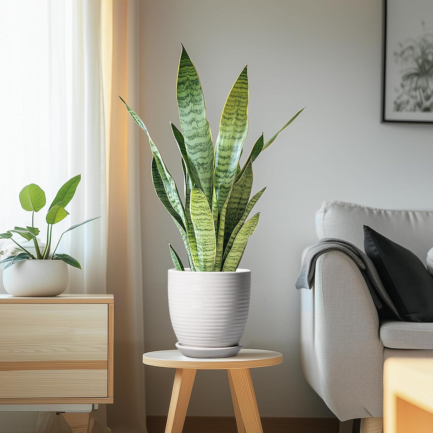 Maceta de Cerámica Blanca 15.24 cm con Drenaje EPFamily