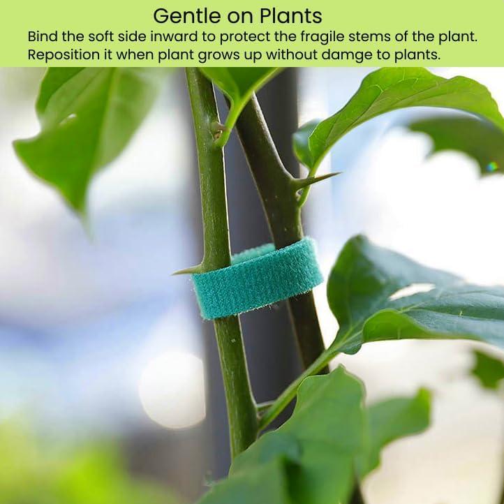 Correa de Planta Reutilizable SICCOMA 1.27 cm x 5 m Verde
