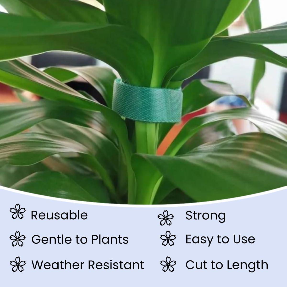 Correa de Planta Reutilizable SICCOMA 1.27 cm x 5 m Verde