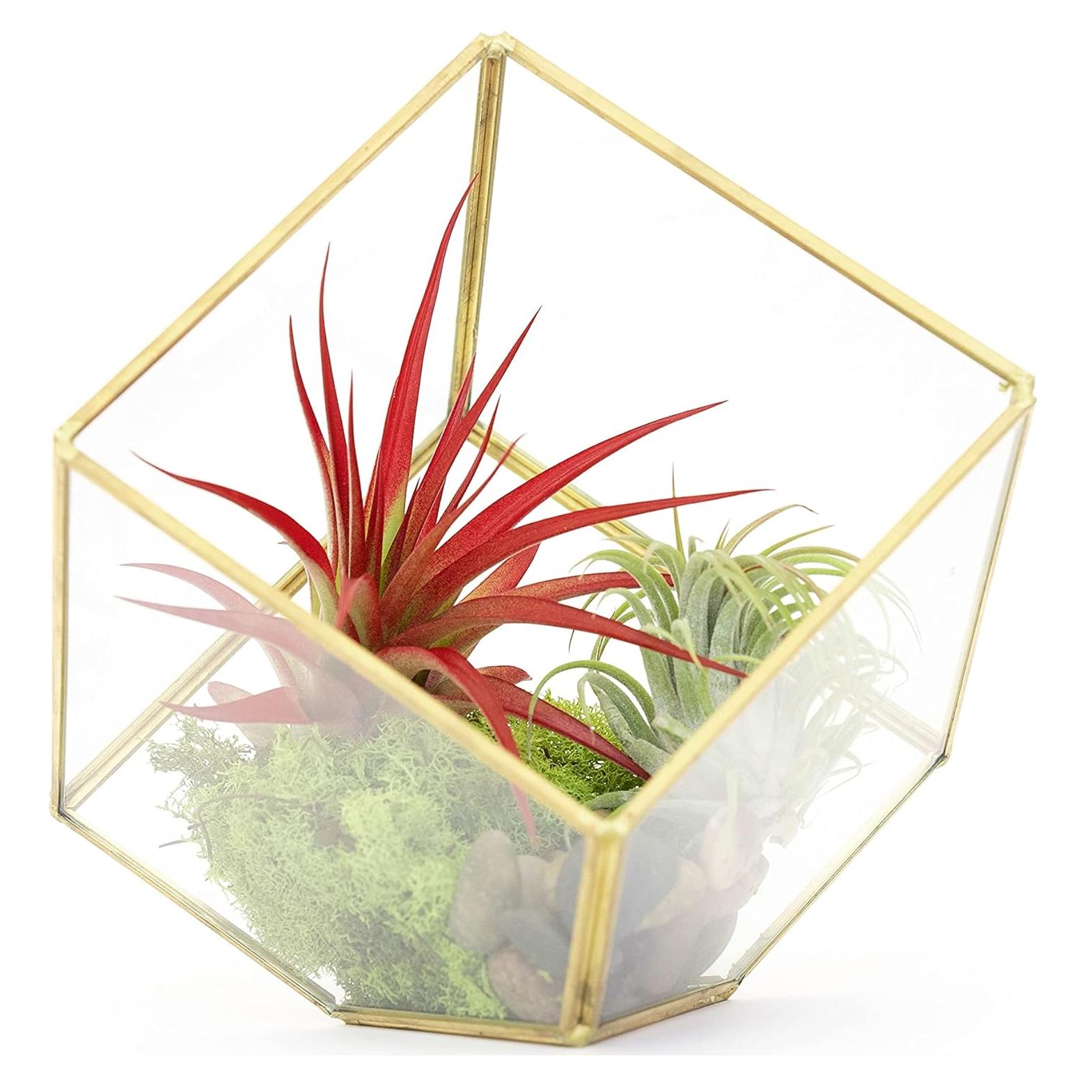 Kit Terrario Geométrico Vidrio Heptaédrico con Tillandsia