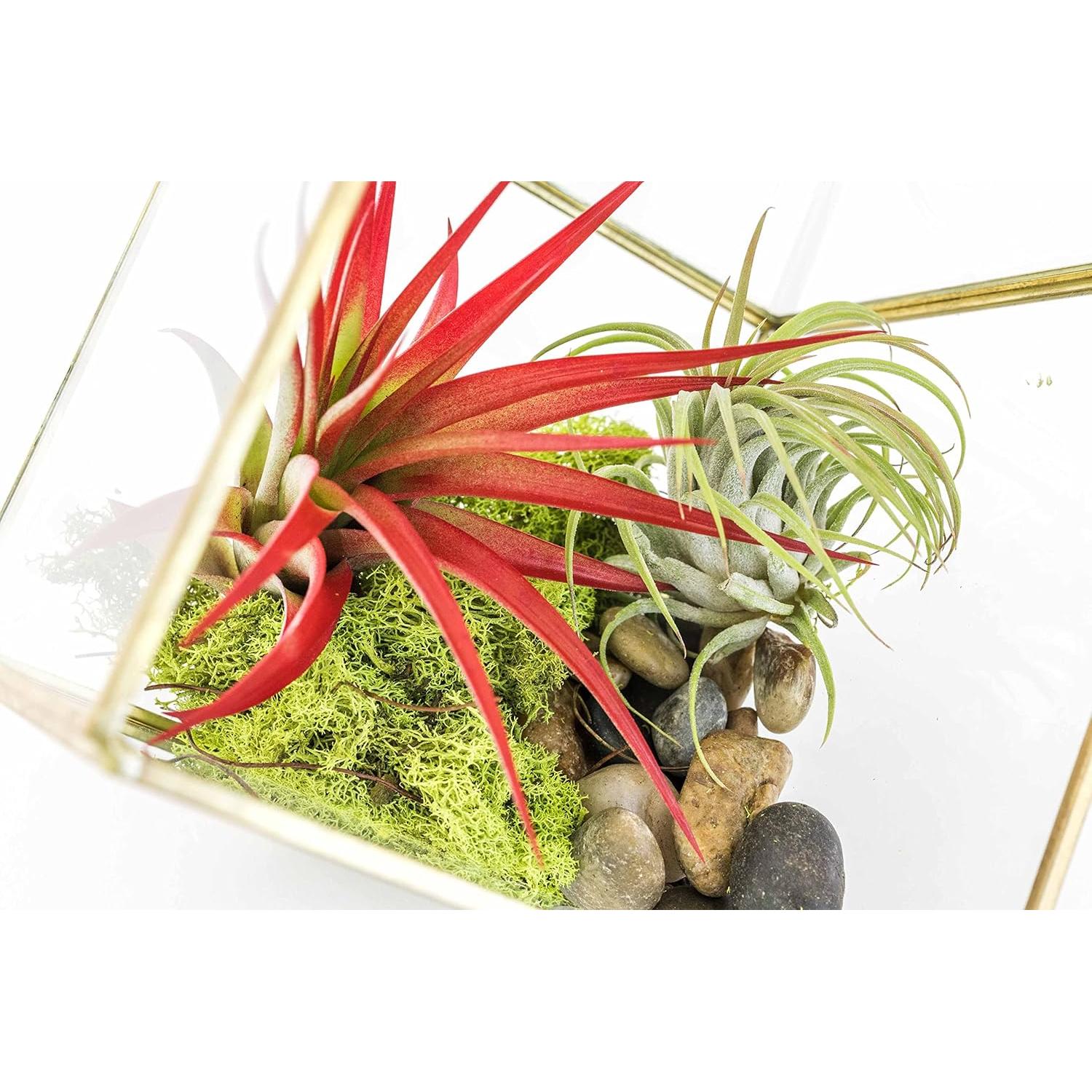 Kit Terrario Geométrico Vidrio Heptaédrico con Tillandsia