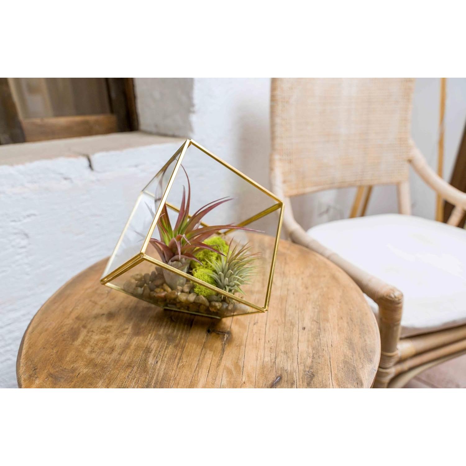 Kit Terrario Geométrico Vidrio Heptaédrico con Tillandsia