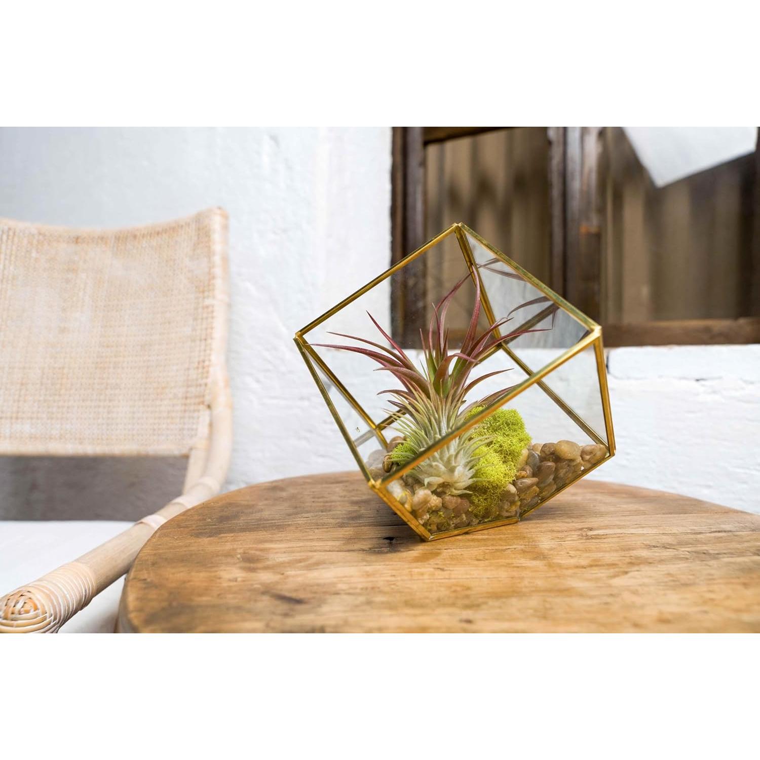 Kit Terrario Geométrico Vidrio Heptaédrico con Tillandsia