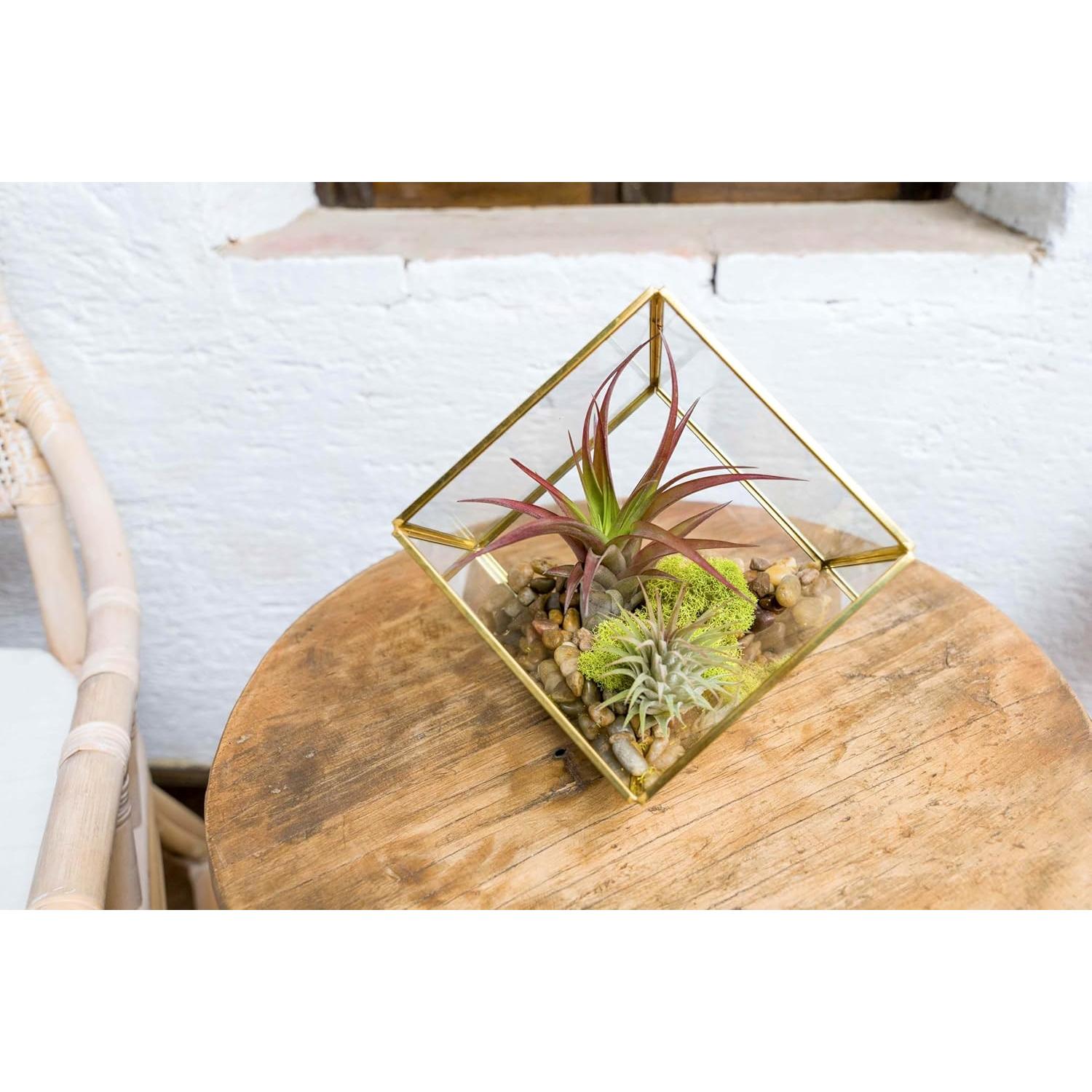 Kit Terrario Geométrico Vidrio Heptaédrico con Tillandsia