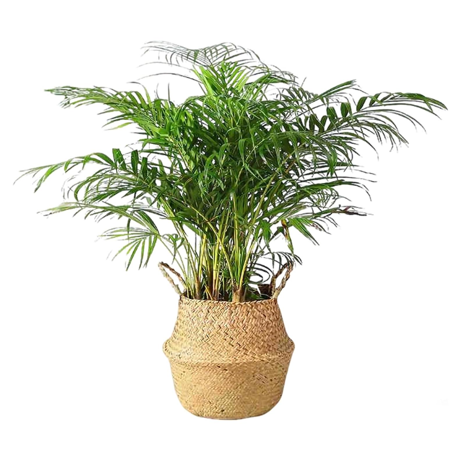 Cesta de Hierba Marina Tejida a Mano FixtureDisplays 35.5x40.6 cm