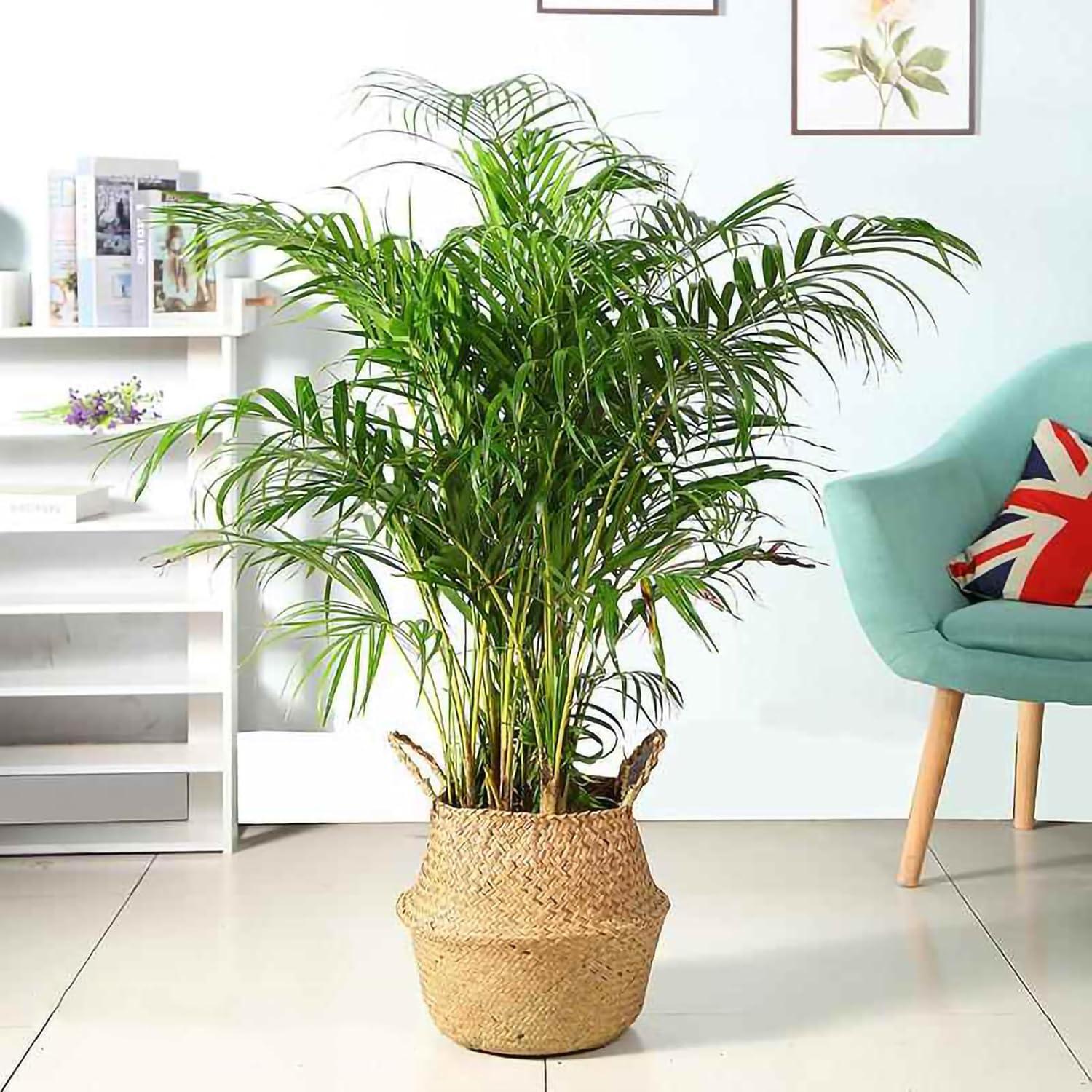 Cesta de Hierba Marina Tejida a Mano FixtureDisplays 35.5x40.6 cm